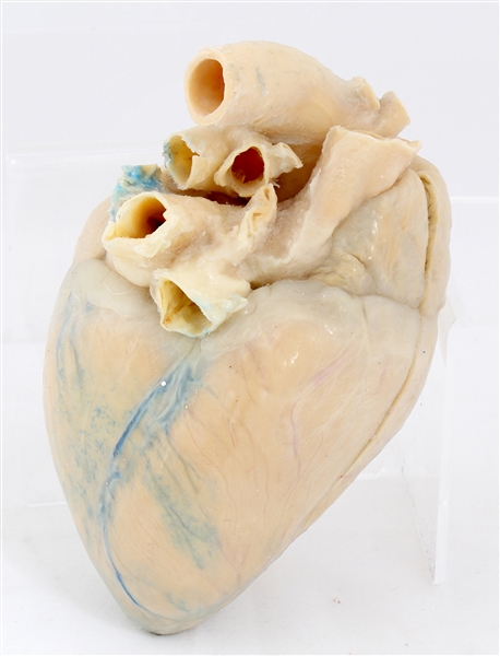 LIFE SIZE SCALE EDUCATION MODEL OF HUMAN HEART 