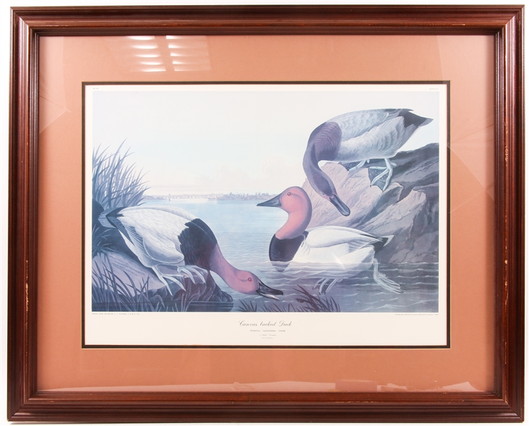 J.J. AUDUBON "CANVAS BACKED DUCK" BY R. HAVELL PRINT