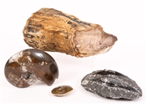 FOSSIL SPECIMENS AMMONITES, ORTHOCERAS, PETRIFIED WOOD