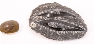 FOSSIL SPECIMENS AMMONITES, ORTHOCERAS, PETRIFIED WOOD