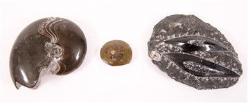 FOSSIL SPECIMENS AMMONITES, ORTHOCERAS, PETRIFIED WOOD