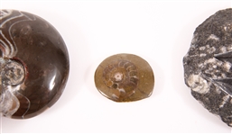 FOSSIL SPECIMENS AMMONITES, ORTHOCERAS, PETRIFIED WOOD