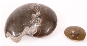 FOSSIL SPECIMENS AMMONITES, ORTHOCERAS, PETRIFIED WOOD
