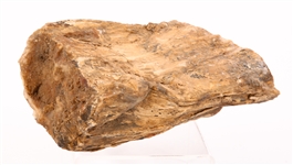 FOSSIL SPECIMENS AMMONITES, ORTHOCERAS, PETRIFIED WOOD