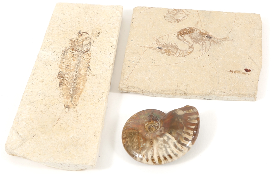 FOSSIL SPECIMENS - PRAWN, FISH, OPALIZED AMMONITE