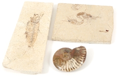 FOSSIL SPECIMENS - PRAWN, FISH, OPALIZED AMMONITE