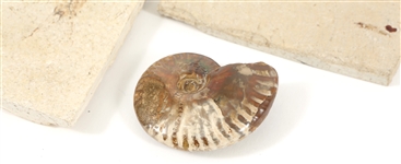 FOSSIL SPECIMENS - PRAWN, FISH, OPALIZED AMMONITE