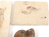 FOSSIL SPECIMENS - PRAWN, FISH, OPALIZED AMMONITE