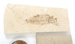FOSSIL SPECIMENS - PRAWN, FISH, OPALIZED AMMONITE