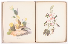 MACMILLIAN CO. AUDUBON BIRDS OF AMERICA PRINT SELECTION