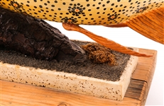 FOLK ART FISH WOOD CARVING ON STAND