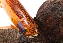 FOLK ART FISH WOOD CARVING ON STAND
