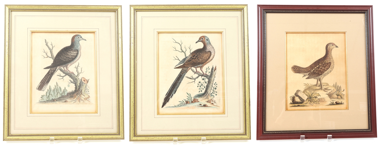 FRAMED BIRD PRINTS - LOT OF 3