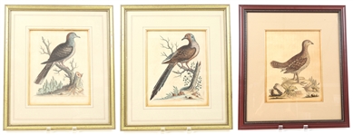 FRAMED BIRD PRINTS - LOT OF 3