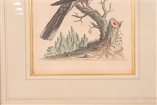 FRAMED BIRD PRINTS - LOT OF 3