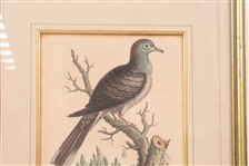 FRAMED BIRD PRINTS - LOT OF 3