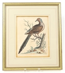 FRAMED BIRD PRINTS - LOT OF 3