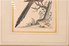 FRAMED BIRD PRINTS - LOT OF 3