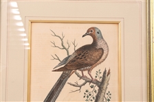 FRAMED BIRD PRINTS - LOT OF 3