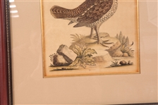 FRAMED BIRD PRINTS - LOT OF 3