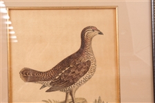 FRAMED BIRD PRINTS - LOT OF 3