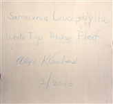 ALEXA KLEINBARD OIL ON WOOD PITCHER PLANT PAINTING