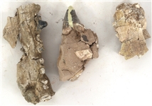 DINOSAUR FOSSIL SPECIMENS - JAWBONES