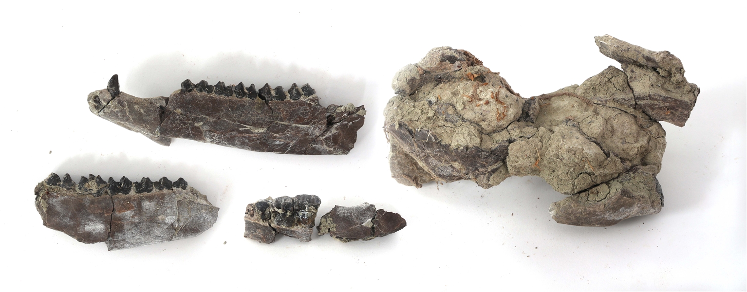 DINOSAUR FOSSIL SPECIMENS - JAWBONES WITH TEETH