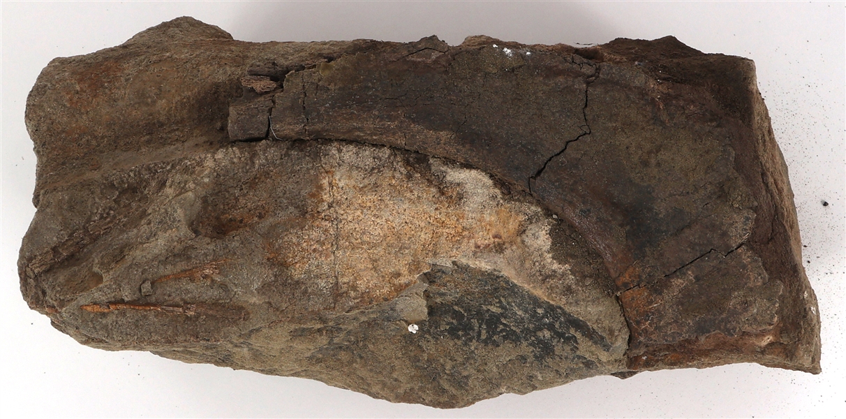 DINOSAUR FOSSIL SPECIMEN - UNSPECIFIED