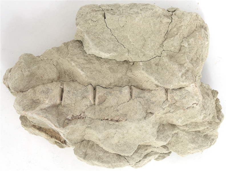 DINOSAUR FOSSIL SPECIMEN - UNSPECIFIED