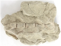 DINOSAUR FOSSIL SPECIMEN - UNSPECIFIED