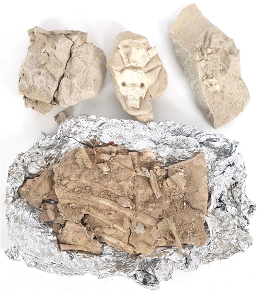 DINOSAUR FOSSIL SPECIMENS - UNSPECIFIED