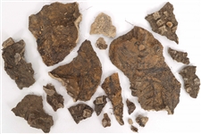 DINOSAUR FOSSIL SPECIMENS - UNSPECIFIED