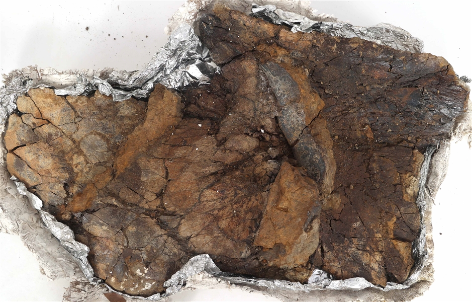 DINOSAUR TRICERATOPS FRILL FOSSIL SPECIMEN