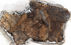 DINOSAUR TRICERATOPS FRILL FOSSIL SPECIMEN