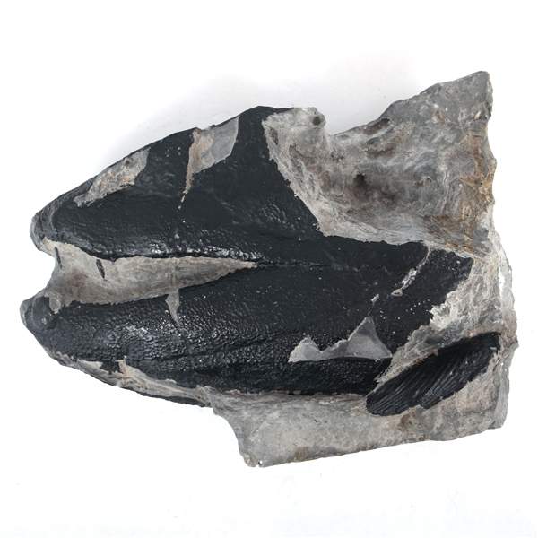 LOBEFIN FOSSIL MODEL