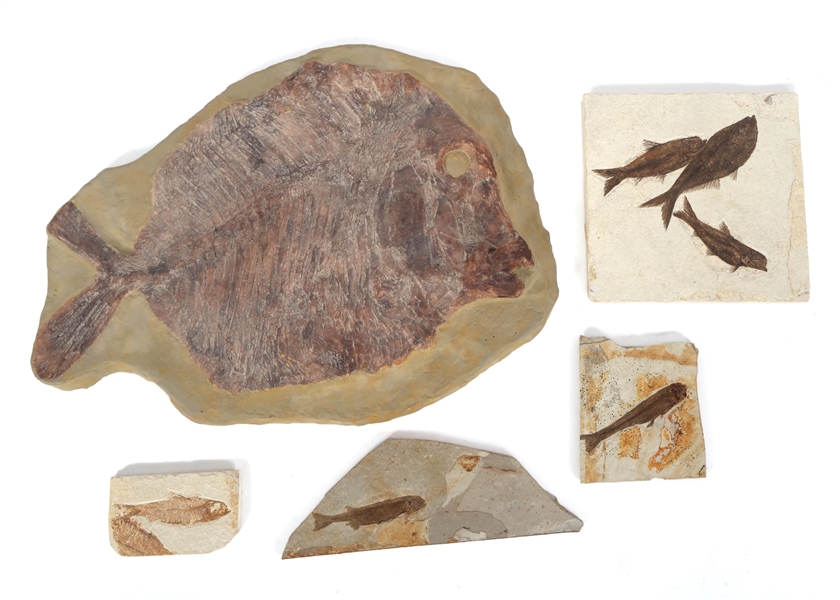 FOSSIL FISH MODELS