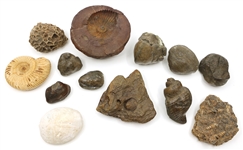 SEA FOSSILS