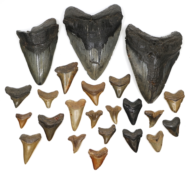 FOSSILIZED MEGALODON & SHARK TOOTH SPECIMENS