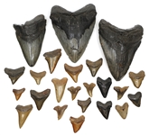 FOSSILIZED MEGALODON & SHARK TOOTH SPECIMENS