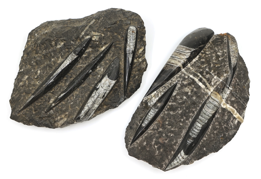 ORTHOCERAS FOSSIL SPECIMENS