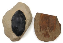 ARTHROPOD FOSSIL SPECIMENS