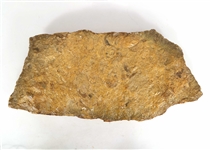 FOSSIL SPECIMENS - UNSPECIFIED