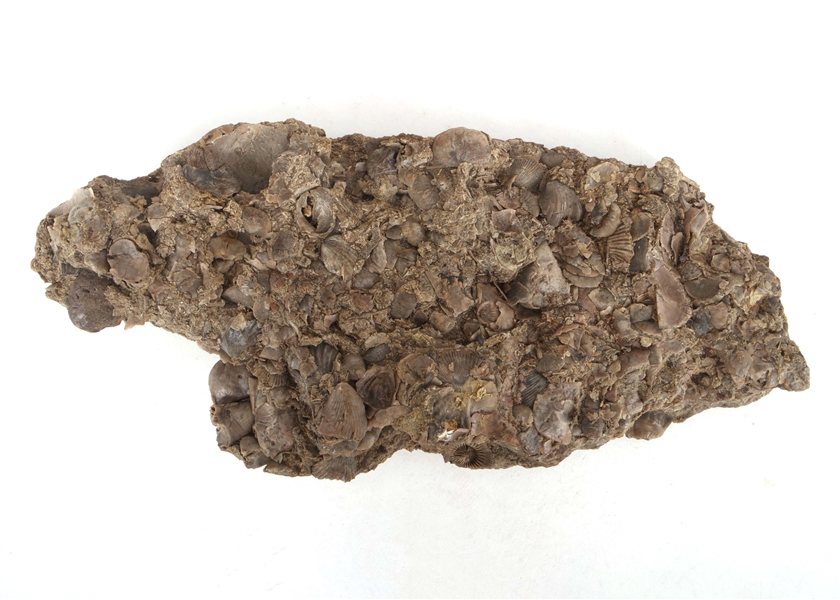 FOSSIL ORDOVICIAN SPECIMENS