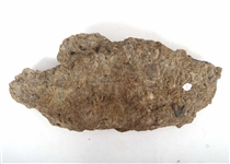 FOSSIL ORDOVICIAN SPECIMENS